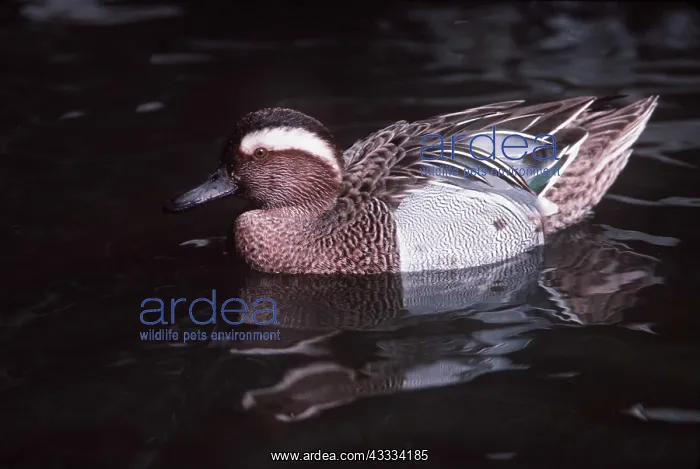 : GARGANEY DUCK - on water : GARGANEY DUCK - on water