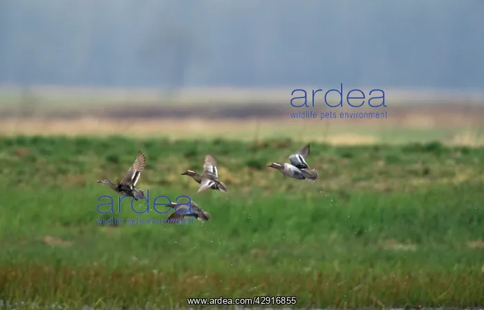 : GARGANEY DUCKS X4 - IN FLIGHT : GARGANEY DUCKS X4 - IN FLIGHT