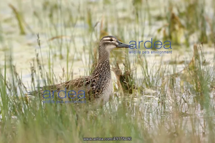 : Garganey (Spatula querquedula) female, Austria : Garganey (Spatula querquedula) female, Austria