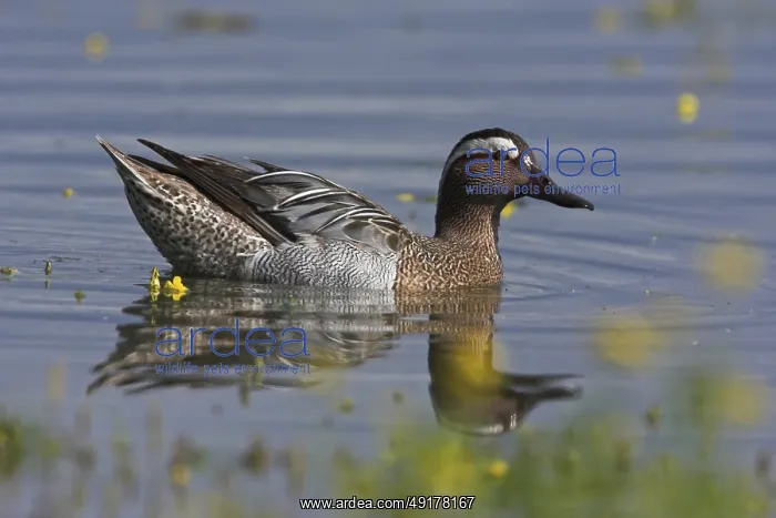 : Garganey (Spatula querquedula) male : Garganey (Spatula querquedula) male