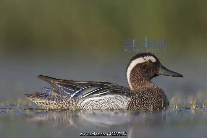 : Garganey - swimming drake - Germany : Garganey - swimming drake - Germany