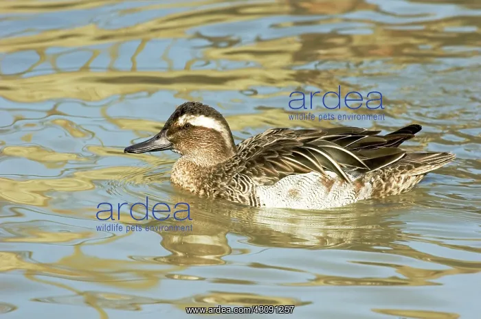 : Garganey Teal : Garganey Teal