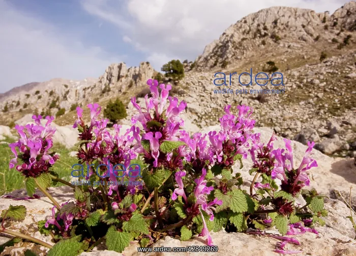 : Gargano dead-nettle : Gargano dead-nettle