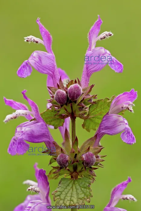  : Gargano Dead-nettle in flower Italy