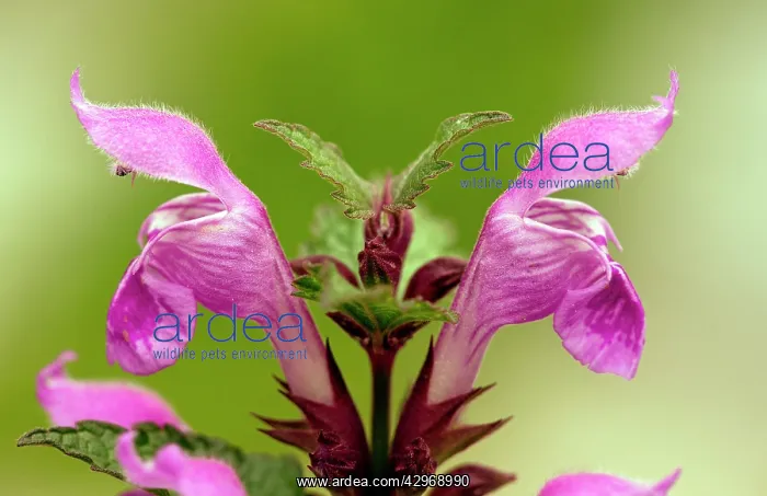 : Gargano Deadnettle - in flower : Gargano Deadnettle - in flower
