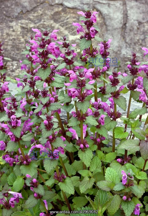  : Gargano Deadnettle - in flower