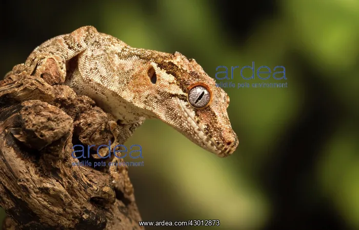 : Gargoyle Gecko on log : Gargoyle Gecko on log