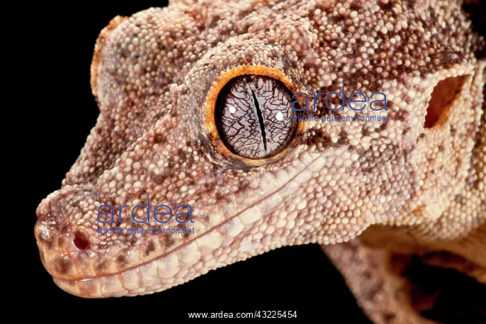 : Gargoyle Gecko, Rhacodactylus auriculatus : Gargoyle Gecko, Rhacodactylus auriculatus