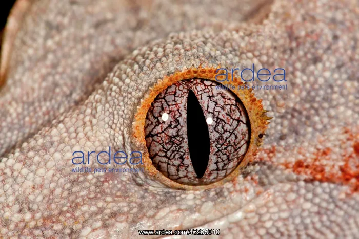 : Gargoyle Gecko, Rhacodactylus auriculatus : Gargoyle Gecko, Rhacodactylus auriculatus