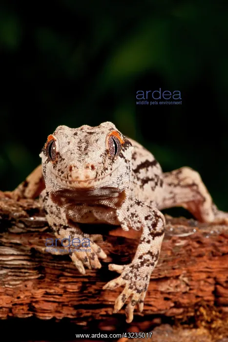  : Gargoyle Gecko, Rhacodactylus auriculatus