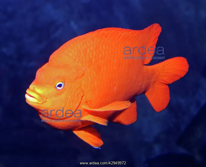 : Garibaldi (Hypsypops rubicundus ). Eastern Central Pacific : Garibaldi (Hypsypops rubicundus ). Eastern Central Pacific