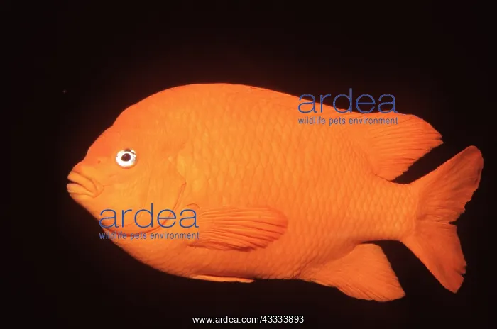 : GARIBALDI FISH : GARIBALDI FISH
