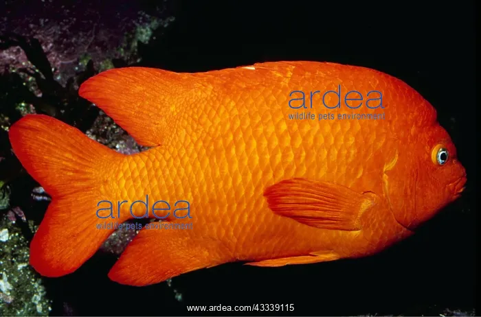 : GARIBALDI FISH : GARIBALDI FISH