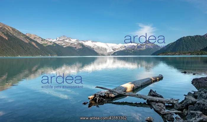 : Garibaldi Lake, tree trunks on the shore, mountains : Garibaldi Lake, tree trunks on the shore, mountains