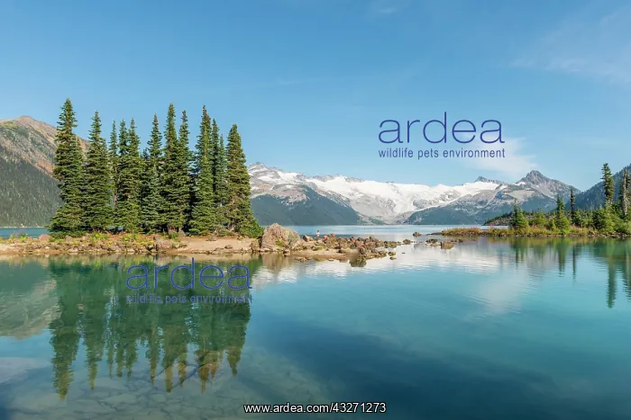 : Garibaldi Lake, Turquoise Mountain Lake, Reflection : Garibaldi Lake, Turquoise Mountain Lake, Reflection