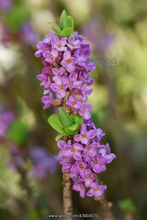 : Garland Flower Spurge Daphne February Daphne : Garland Flower Spurge Daphne February Daphne