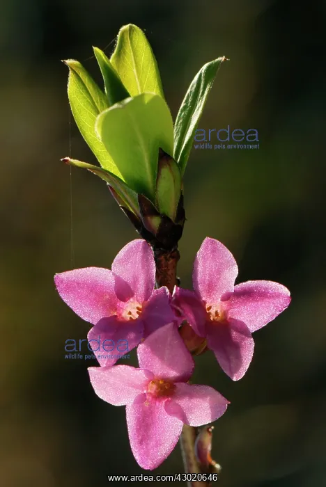 : Garland Flower Spurge Daphne February Daphne : Garland Flower Spurge Daphne February Daphne