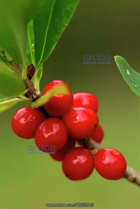 : Garland Flower Spurge Daphne February Daphne Gemeiner : Garland Flower Spurge Daphne February Daphne Gemeiner