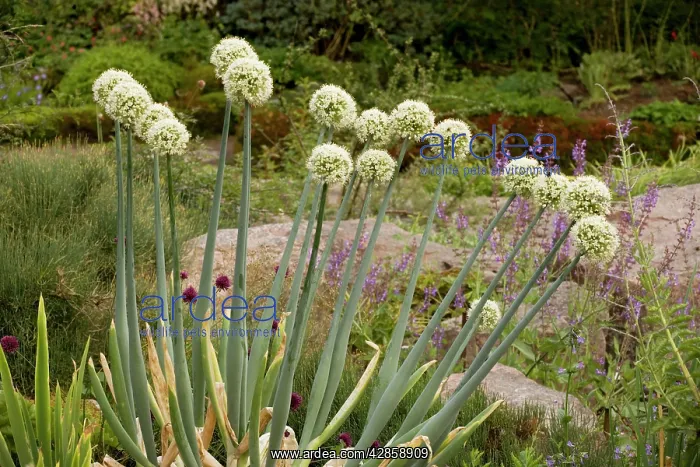 : A garlic (Allium pskemense). from C. Asia; also grown in gardens : A garlic (Allium pskemense). from C. Asia; also grown in gardens