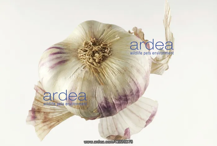  : Garlic