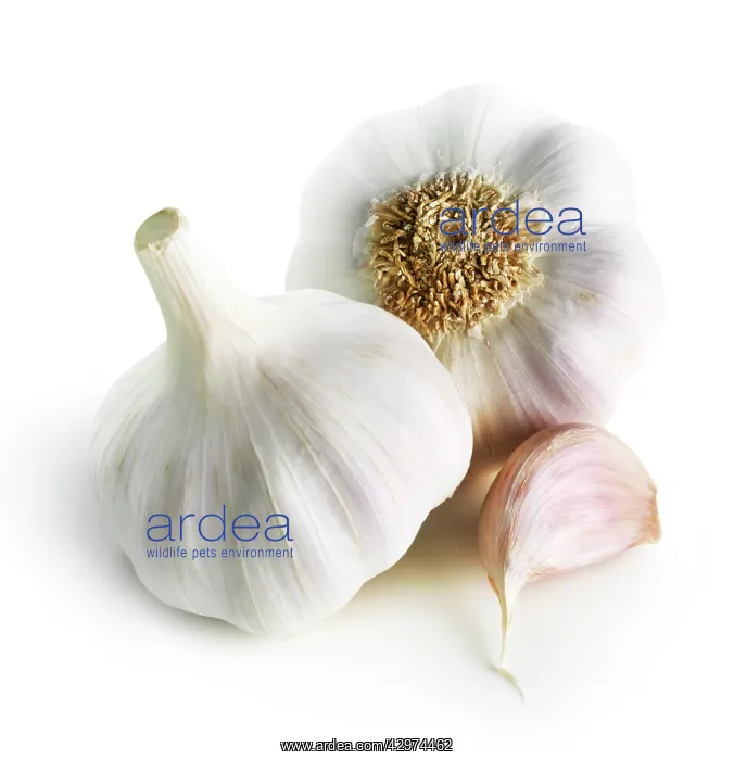 : Garlic, Allium sativum : Garlic, Allium sativum