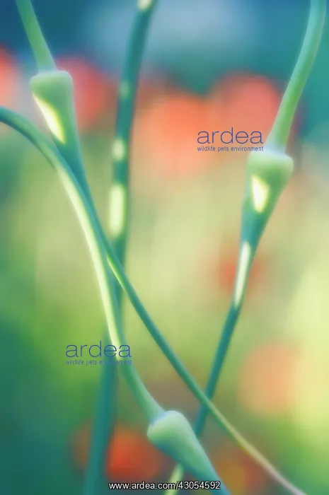 : Garlic, Allium sativum : Garlic, Allium sativum