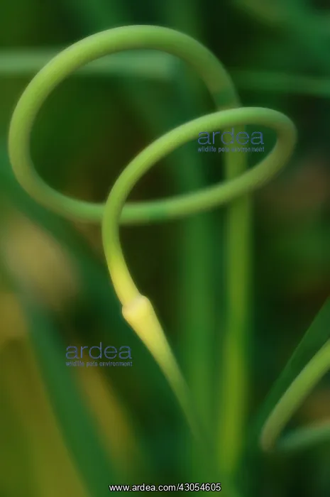 : Garlic, Allium sativum : Garlic, Allium sativum