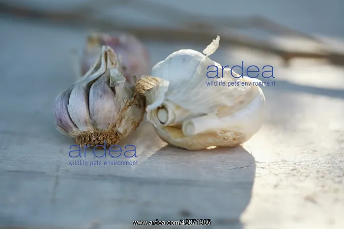: Garlic, Allium sativum : Garlic, Allium sativum