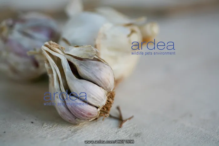 : Garlic, Allium sativum : Garlic, Allium sativum