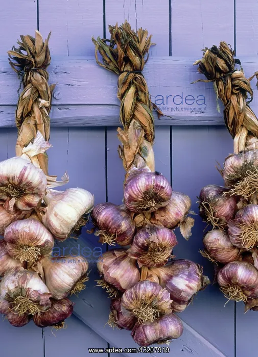 : Garlic, Allium sativum : Garlic, Allium sativum