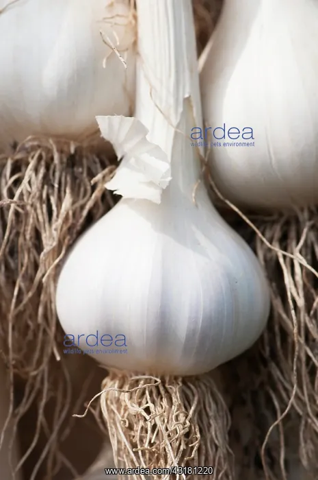 : Garlic, Allium sativum, Close view of a single white : Garlic, Allium sativum, Close view of a single white