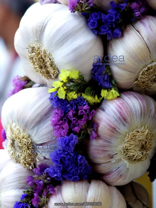 : Garlic braid : Garlic braid
