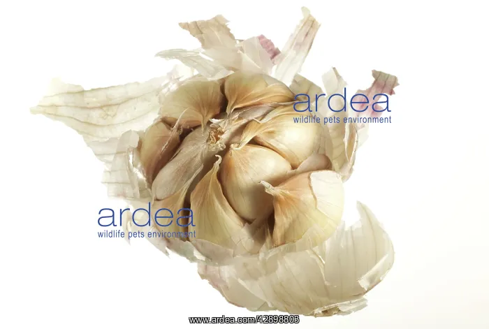 : Garlic Bulb : Garlic Bulb