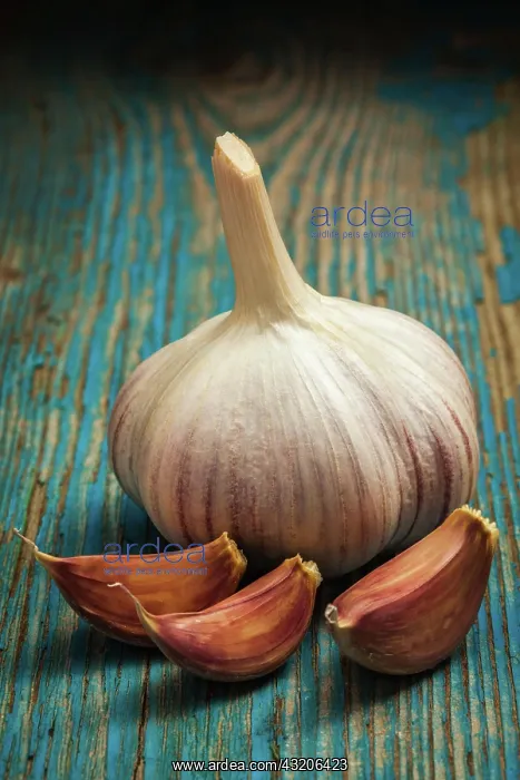 : Garlic and cloves on old wooden background : Garlic and cloves on old wooden background