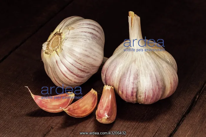 : Garlic and cloves on old wooden background : Garlic and cloves on old wooden background