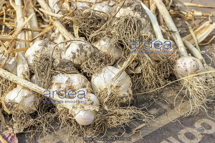 : Garlic drying : Garlic drying