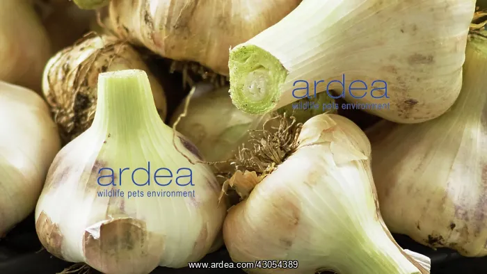 : Garlic, Elephant garlic : Garlic, Elephant garlic