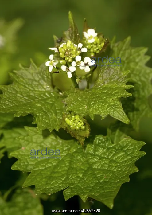 : Garlic mustard : Garlic mustard