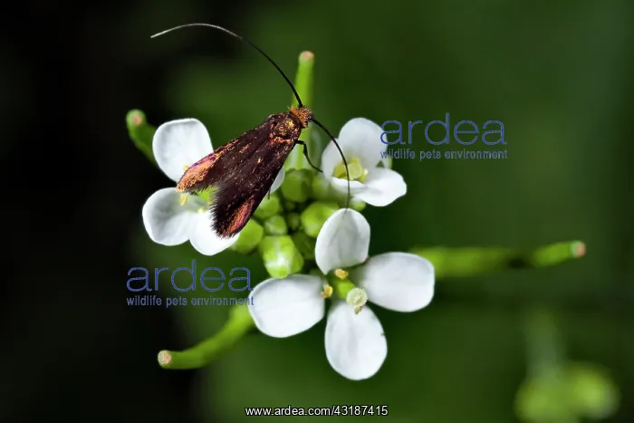 : Garlic Mustard : Garlic Mustard