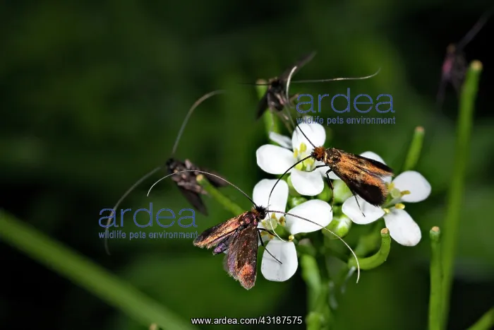 : Garlic Mustard : Garlic Mustard