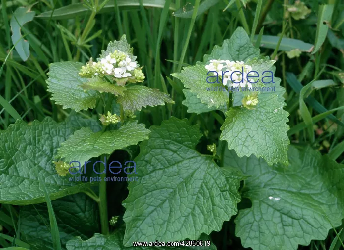 : Garlic Mustard / Jack by the Hedge : Garlic Mustard / Jack by the Hedge