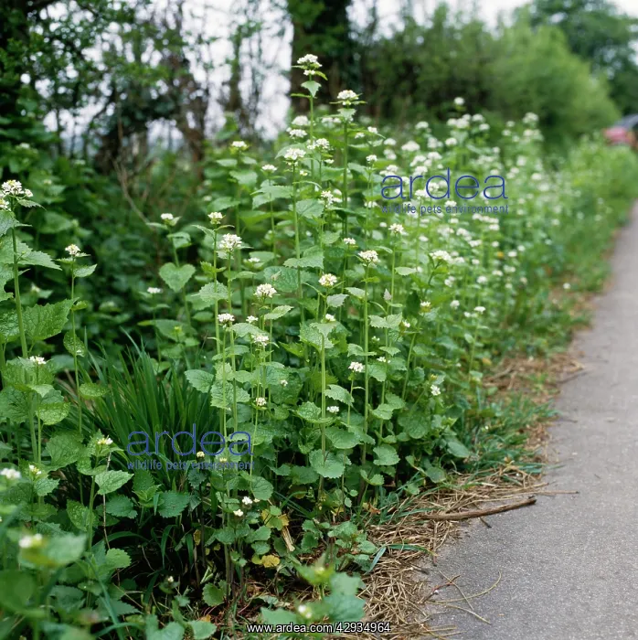 : Garlic Mustard / Jack by the Hedge : Garlic Mustard / Jack by the Hedge