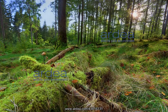 : Garlic Parachute Mushrooms in forest growing : Garlic Parachute Mushrooms in forest growing