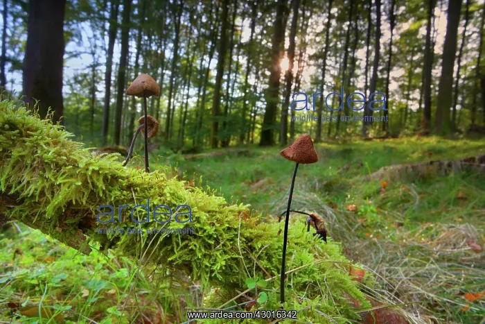 : Garlic Parachute Mushrooms in forest growing : Garlic Parachute Mushrooms in forest growing