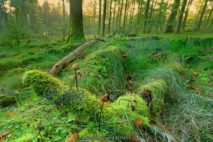 : Garlic Parachute Mushrooms in forest growing : Garlic Parachute Mushrooms in forest growing