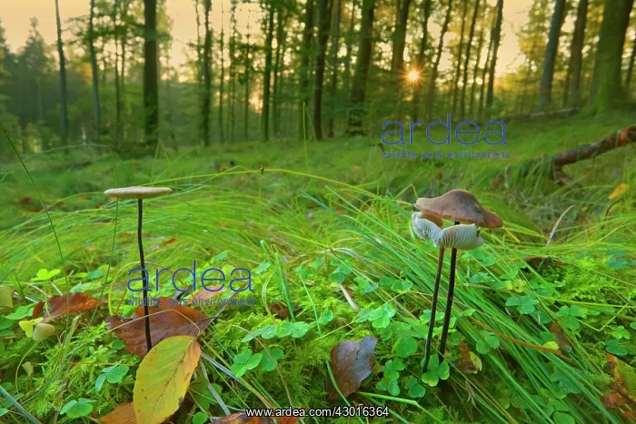 : Garlic Parachute Mushrooms in forest growing : Garlic Parachute Mushrooms in forest growing
