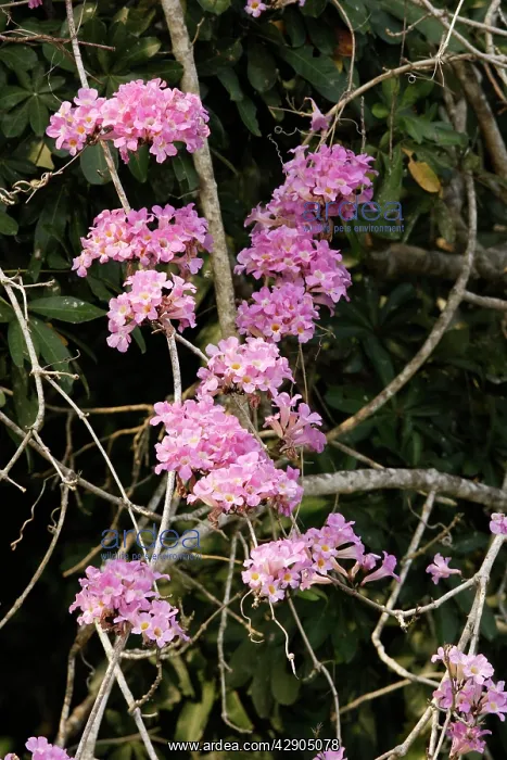 : Garlic-scented Vine / Liana - at the edge of Lake Sandoval : Garlic-scented Vine / Liana - at the edge of Lake Sandoval