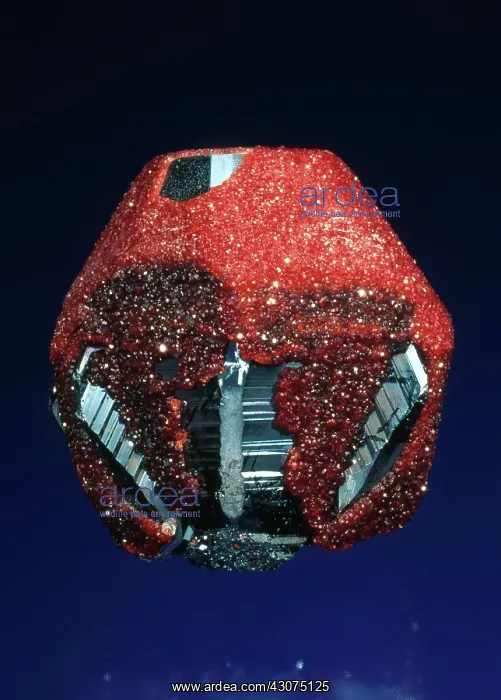 : Garnet and Hematite : Garnet and Hematite