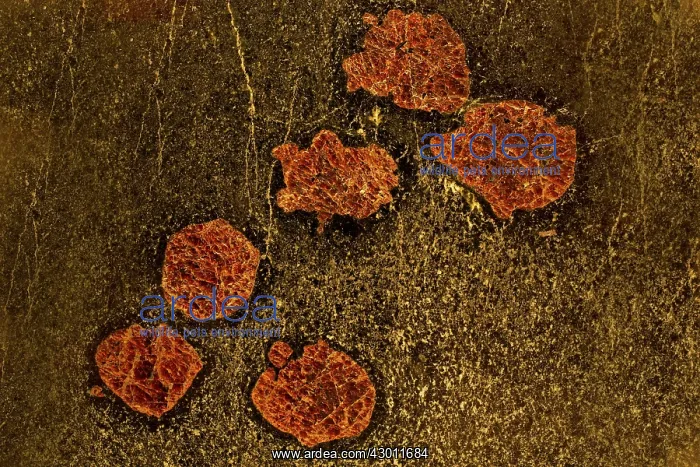 : Garnetiferous Amphibolite showing pyrope : Garnetiferous Amphibolite showing pyrope