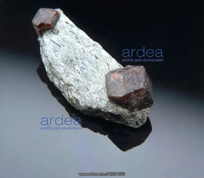 : Garnets on Schist : Garnets on Schist